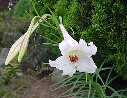 百合怎么养才能活得长久(水养百合花的养法)