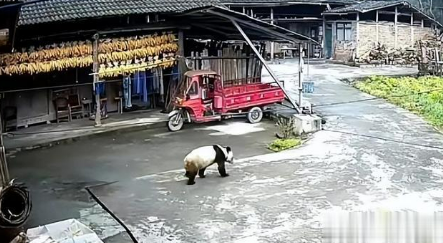 四川雅安大熊猫下山进村溜达(野生大熊猫下山觅食)