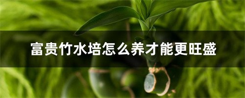 富贵竹怎么水养才旺盛（水样富贵竹怎么养才能旺盛）