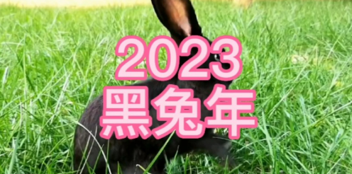 黑兔年是什么意思（2023年黑兔年是属兔人的本命年）