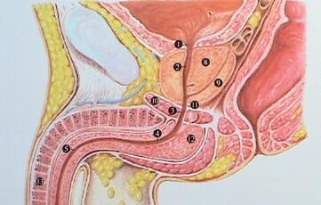 前列腺增生的最佳治疗方法(治疗前列腺增生最好的穴位)