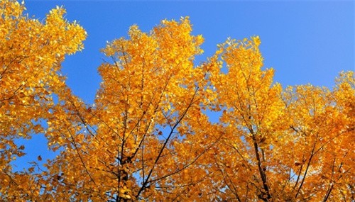 最短的季节是什么（四季中哪个季节最短）