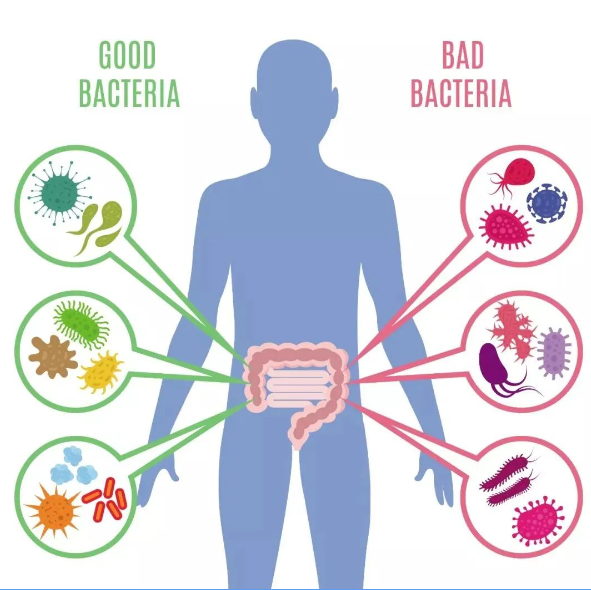益生菌的作用与功效，益生菌究竟是怎么干掉有害菌的？