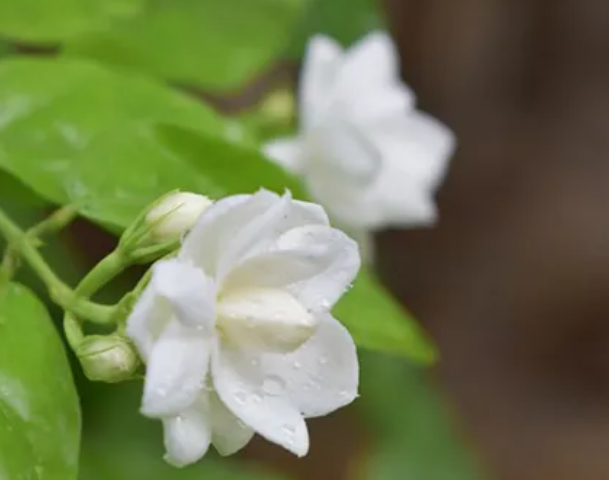 茉莉花的养殖方法和注意事项，茉莉花的栽培方式