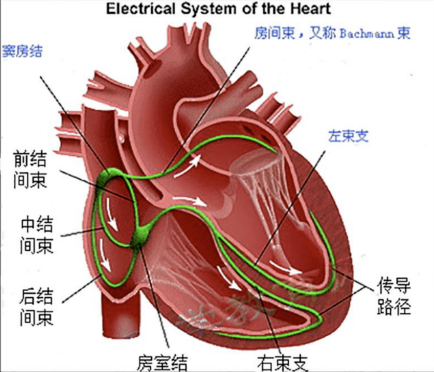 窦性心律不齐是什么意思，窦性心律如何产生的？