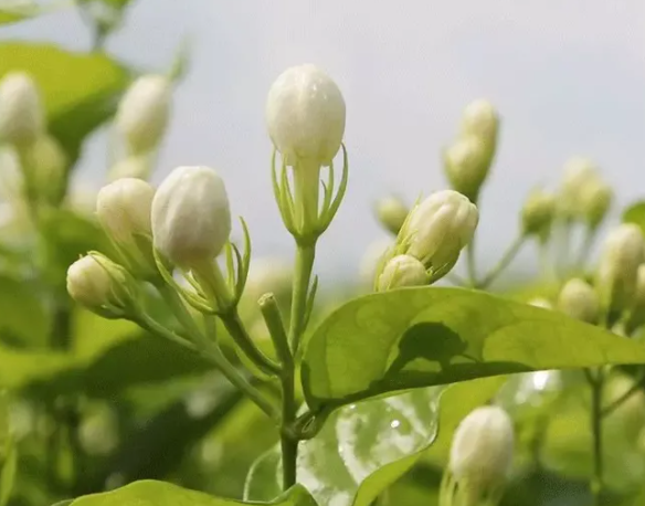 茉莉花茶的功效和作用，有助精神衰弱人群抗抑郁和减肥美容