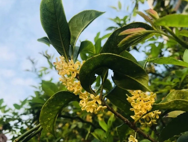 桂花酒的制作方法，桂花的作用有什么？