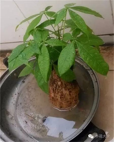 多肉植物发财树