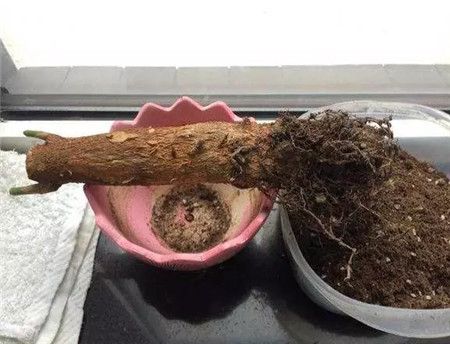 多肉植物发财树