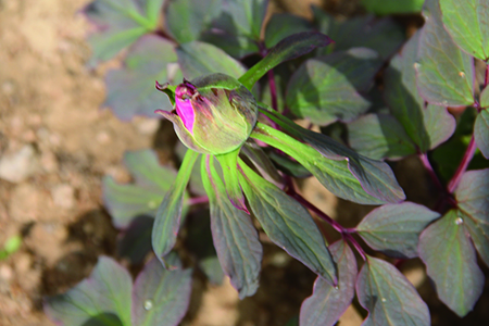 牡丹花几月份开花?为什么?