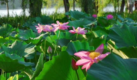 今年夏天有多少天高温