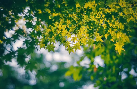 今年夏天有多少天高温