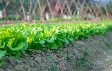 3月种菜需要盖薄膜