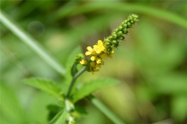 龙芽茶的功效与作用