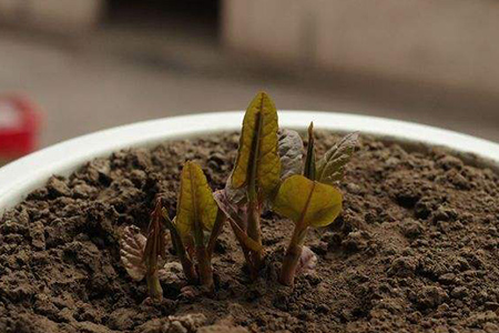 牡丹花的种子怎样种植视频