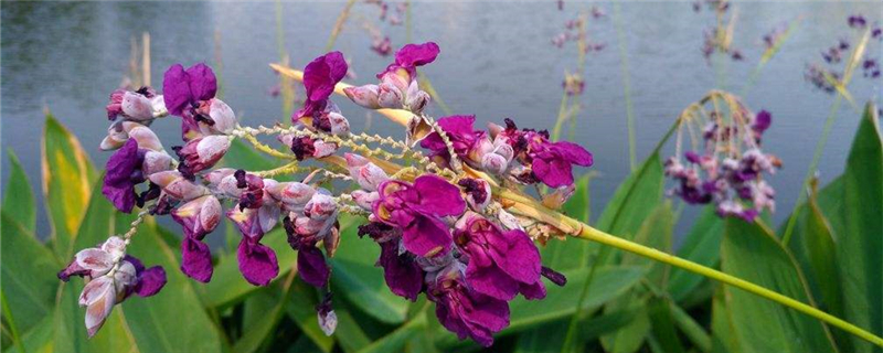 再力花的种植要点