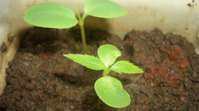 凤仙花怎么换盆定植(凤仙花间苗移栽的方法)