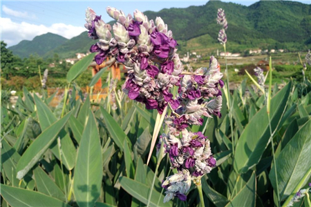 再力花的种植要点