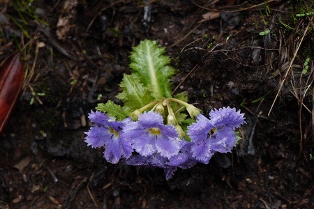 苣芛怎么种植