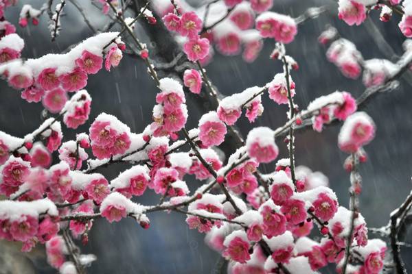 梅花常见病害与防治(梅花常见病虫害的防治方法)