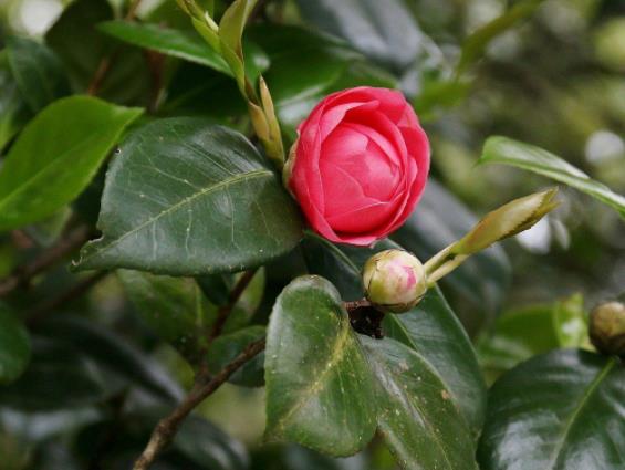 茶花叶子枯萎怎么办