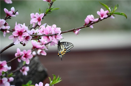 十二个月花神是哪些