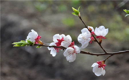 十二个月花神是哪些