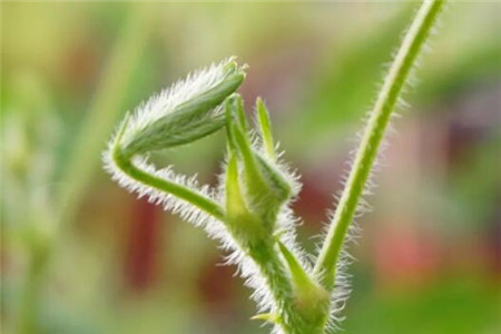 花叶蜷缩是什么原因