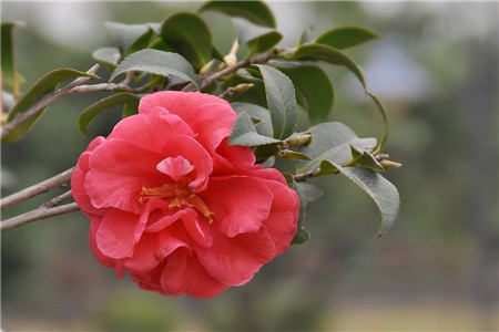 茶花有花苞后怎么养护好