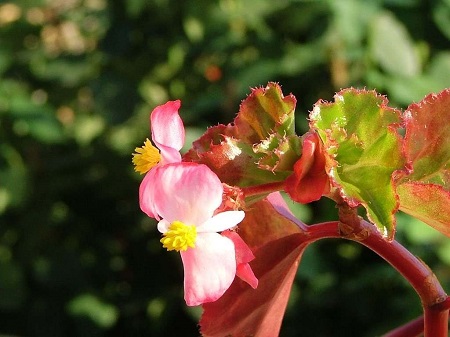 秋海棠什么时候开花季节