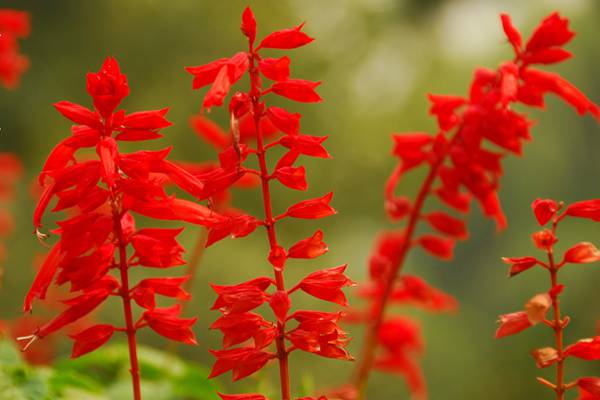 一串红是春季花卉吗