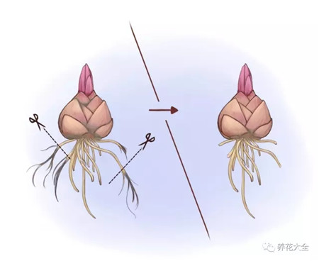 百合种球怎么栽种