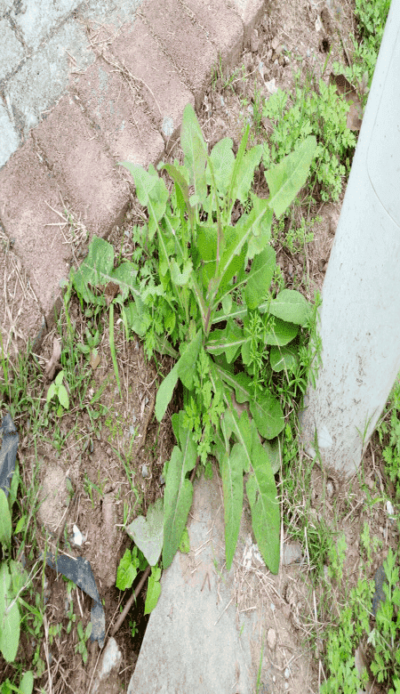 败酱草如何种植