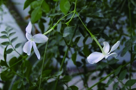 素馨花怎么养