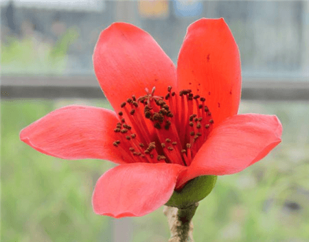 木棉花开后的棉花