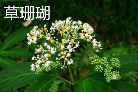 草珊瑚什么样