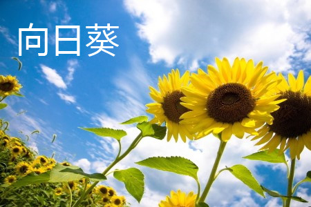 向日葵跟太阳花有什么区别