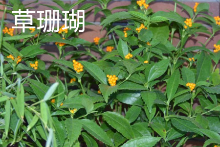 草珊瑚什么样