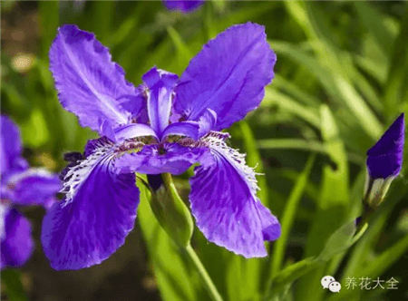 能养的花