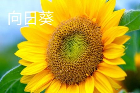 向日葵跟太阳花有什么区别