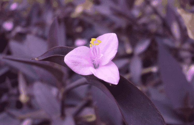 紫鸭拓草什么时候开花