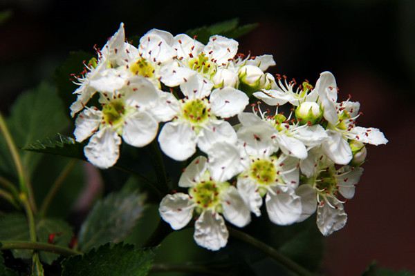 山楂什么时候开花结果呢