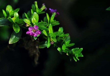 紫萼距花干枯怎么补救