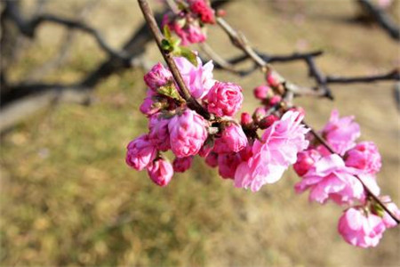 榆叶梅养植方法