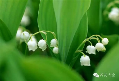 植物毒害