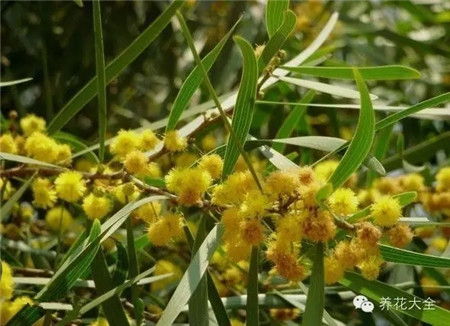 植物毒害