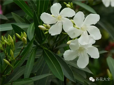 植物毒害