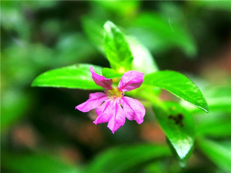 紫萼距花干枯怎么补救