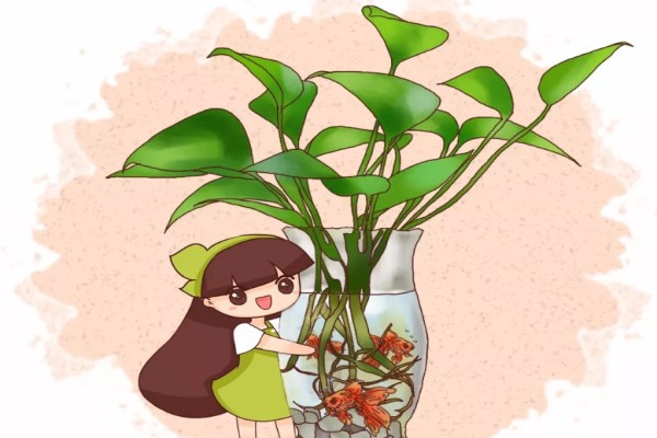 水培植物放鱼