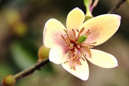 含笑花能养在室内吗冬天